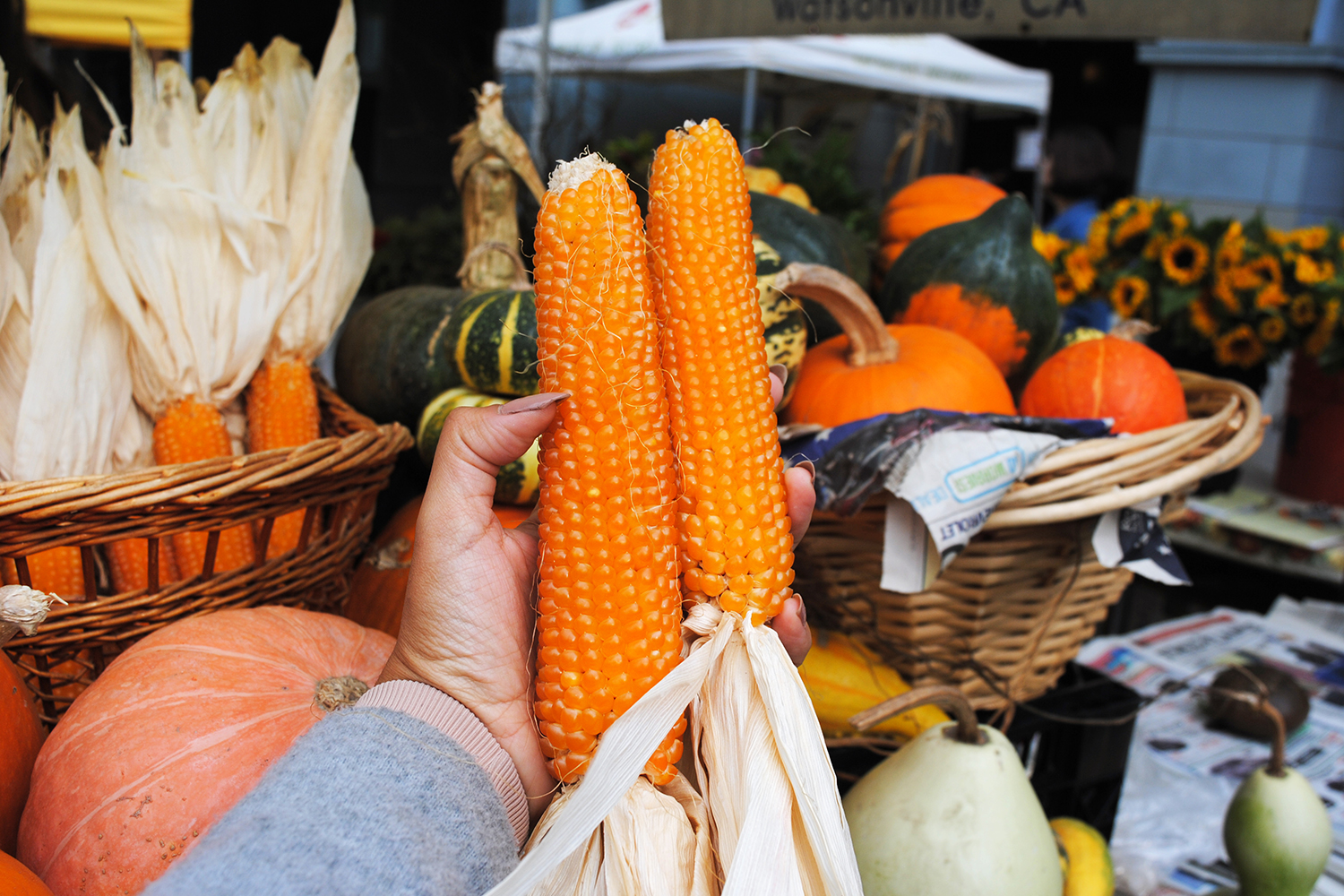 What vegetables are deals native to north america