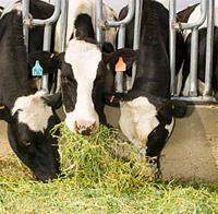 sites/default/files/cows_alfalfa_0.jpg