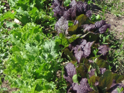 lettuce