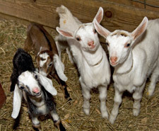 goat_kids