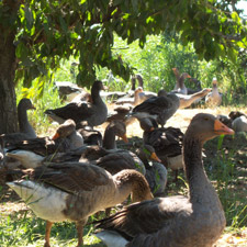 lagier geese