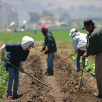 mendoza family working their farm