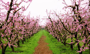 peach_orchard