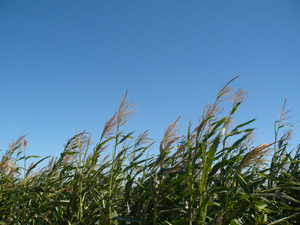 corn field