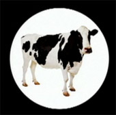 cow_spotlight