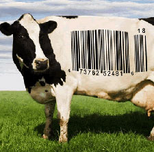 cropped cow