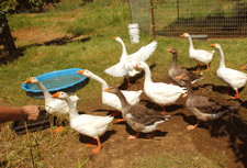 geese