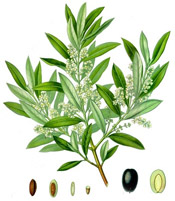 olives_botanical