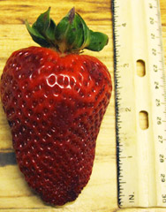 strawberry ruler
