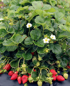 strawberry_plant