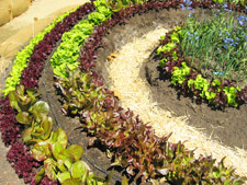 http://www.foodwise.org/html-email-images/victory_garden_lettuce.jpg