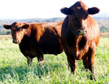 http://www.foodwise.org/sites/default/files/magruder_cows2.jpg