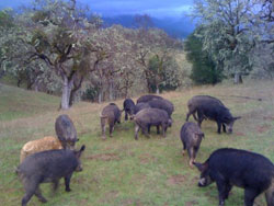 http://www.foodwise.org/sites/default/files/magruder_pigs.jpg