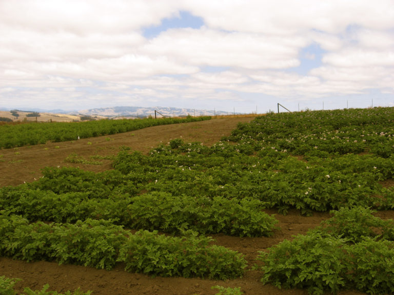 California Farming Regions: The Great Central Valley : Foodwise