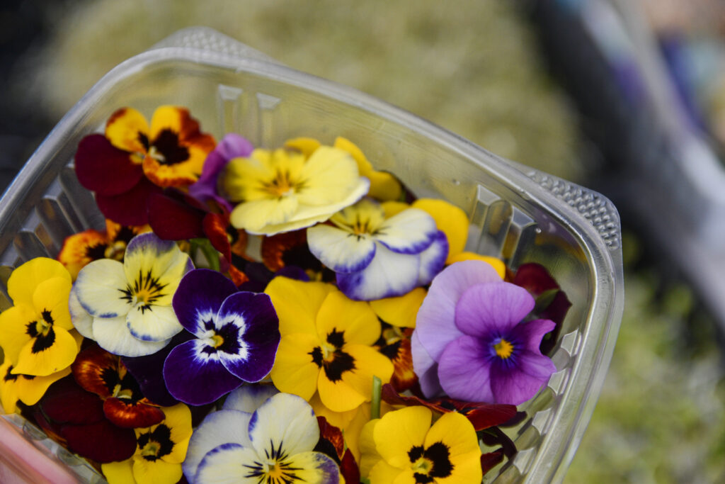 Edible flowers, with sprouts and microgreens in the background, grown by Brooks and Daughters