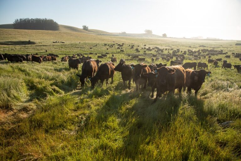 Stemple Creek Ranch Brings Grass-Fed Beef to the Ferry Plaza : Foodwise