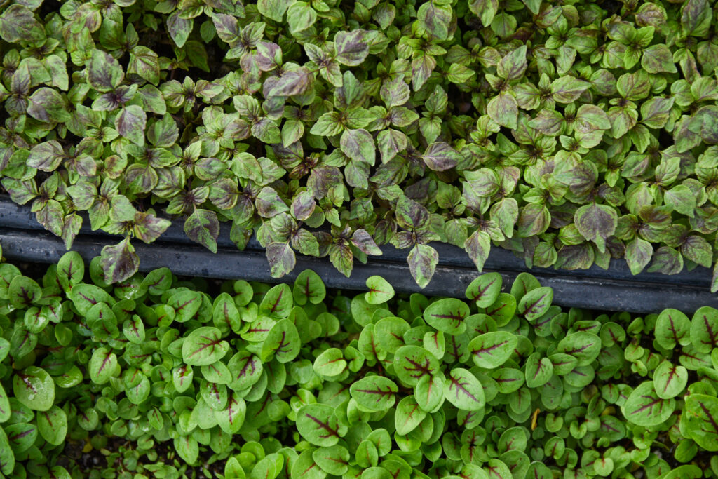 sprouts and microgreens at Brooks and Daughters' stand at the Ferry Plaza Farmers Market.