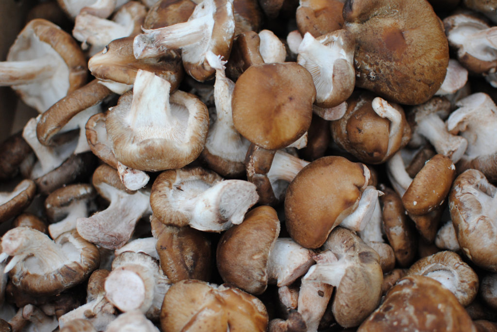 Eclectic Chef Grow Kit: Shiitake, Pioppini, King Oyster