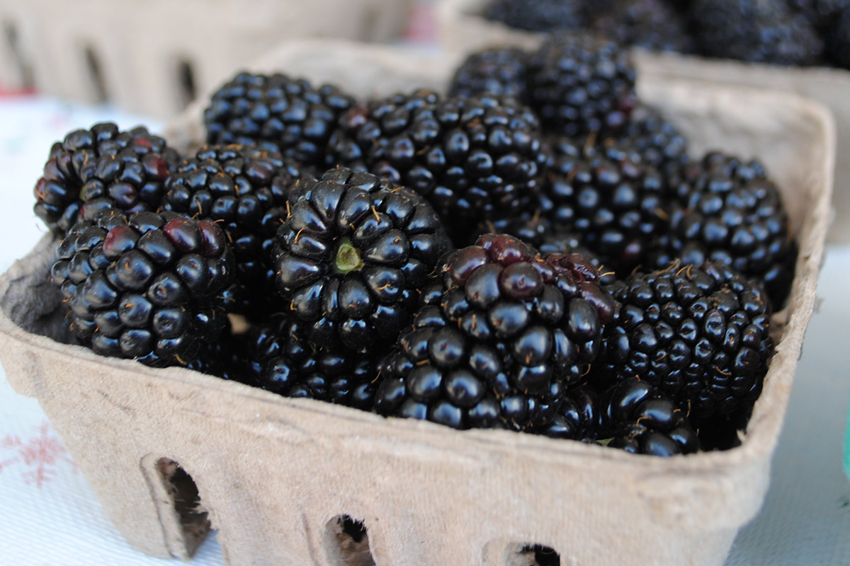 Seasonality Charts Foodwise   Blackberries 14 