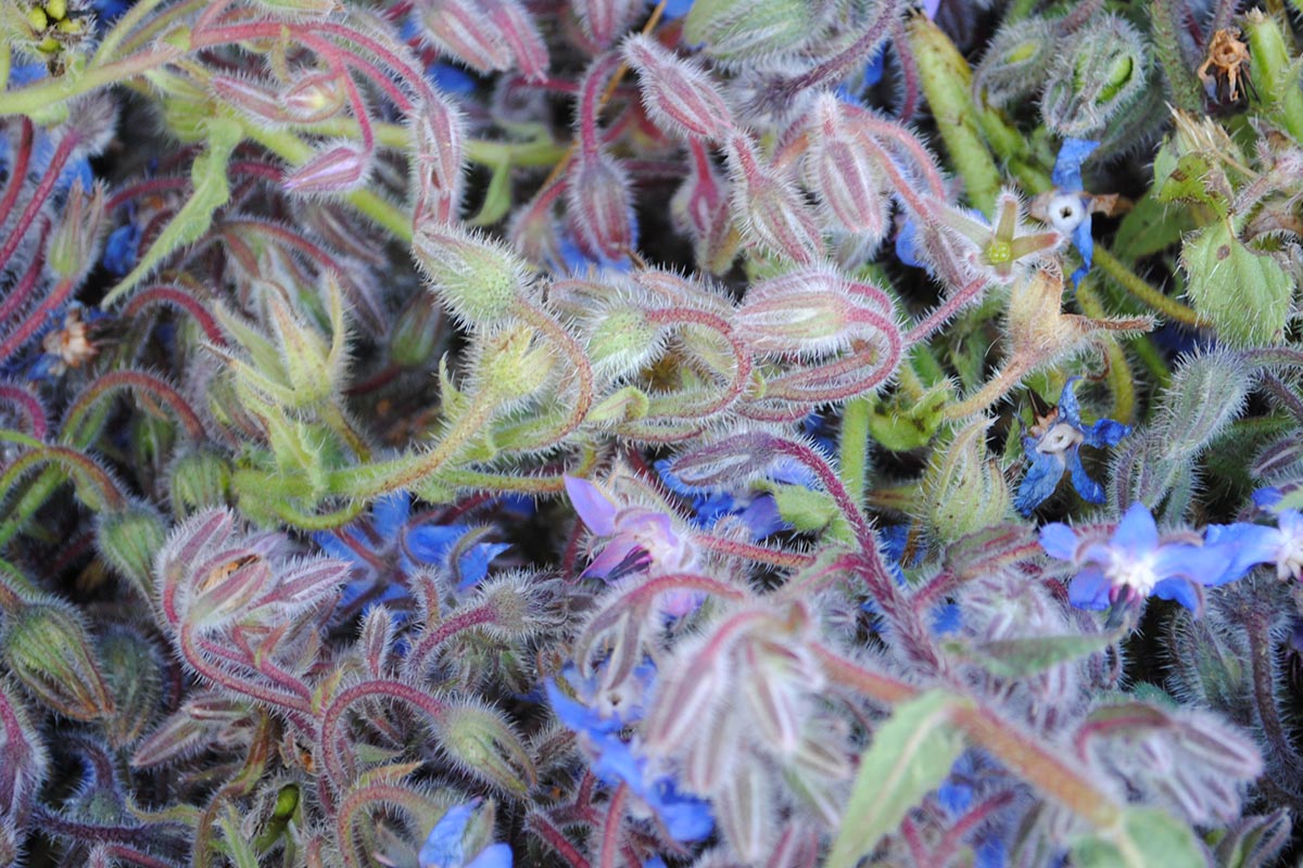 Borage Chimichurri : Foodwise