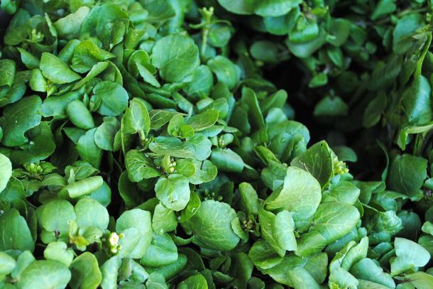 Watercress 101: What Is Cress? (+ Varieties!)