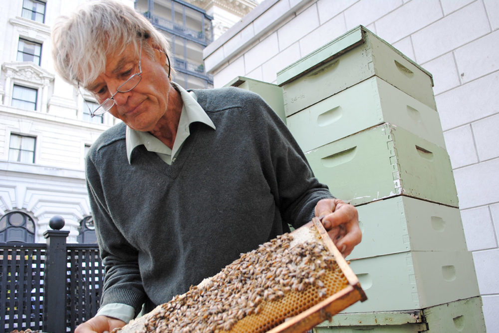 Spencer holds a tray of honey bees, as part of Marshall's Farm Natural Honey's operations in the San Francisco Bay Area