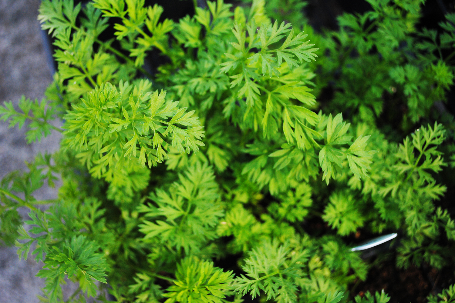 Chimichurri Sauce : Foodwise