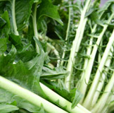 Puntarelle pulite (l'etto) Or: Vallericcia –