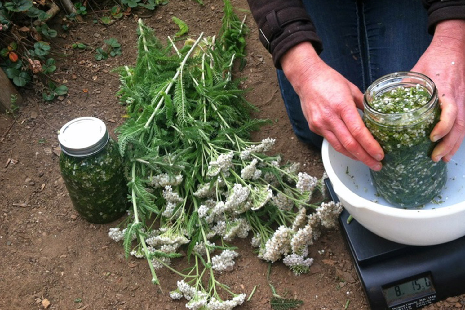 Herbal Medicine - Radical Immunity Kit — Artemisia Apothecary