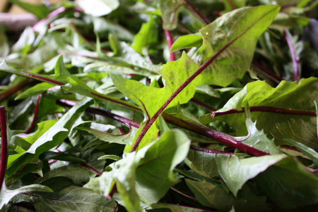 Dandelion Greens Foodwise