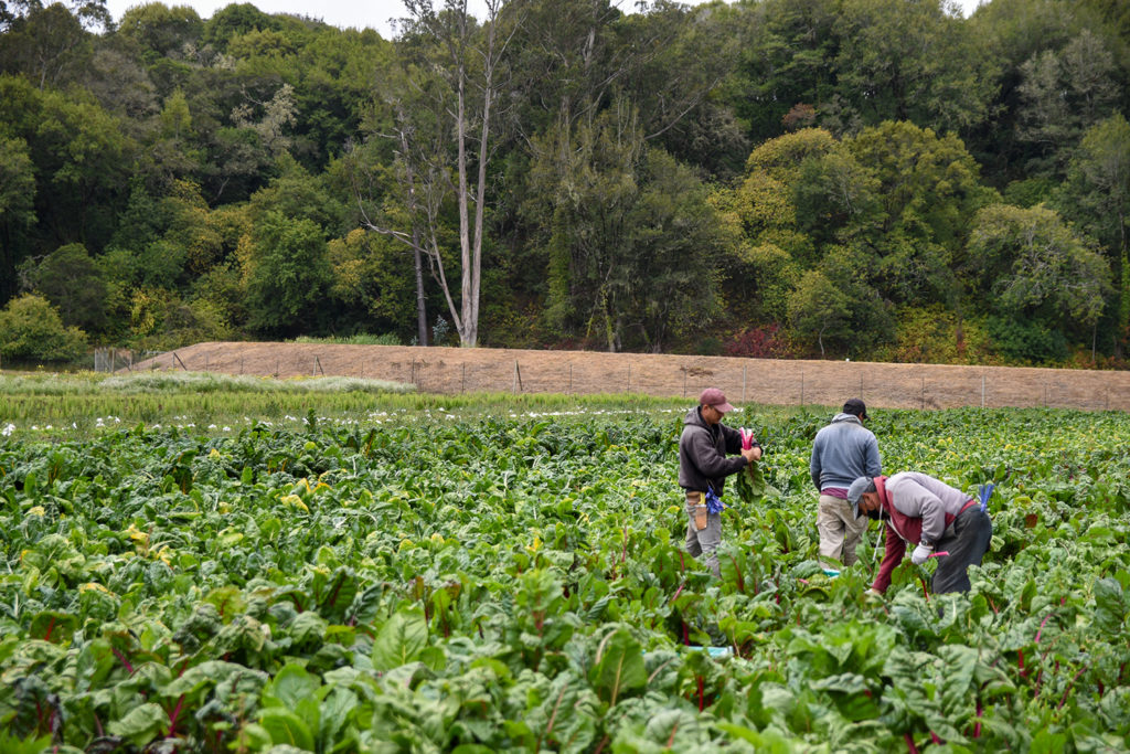 Growing Efforts to Protect Agriculture in the Santa Clara Valley