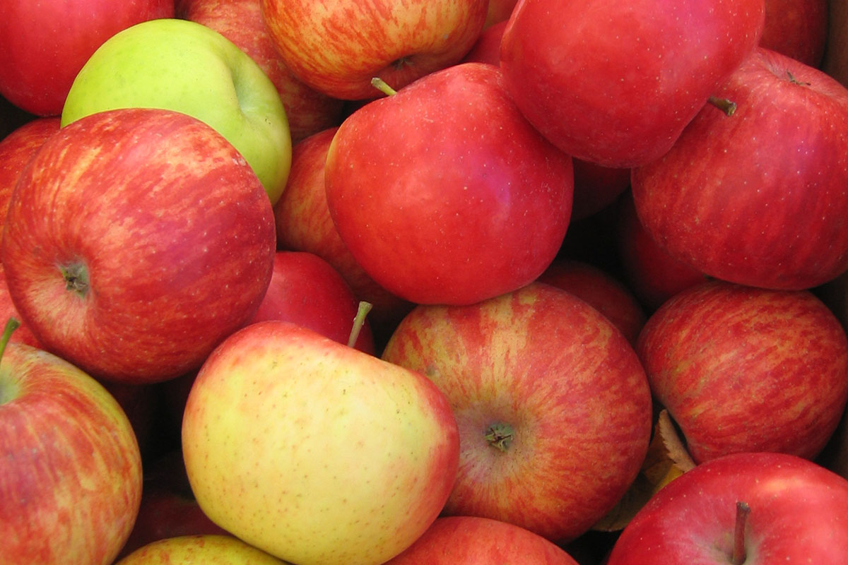 https://foodwise.org/wp-content/uploads/2022/08/devoto_apples.jpg