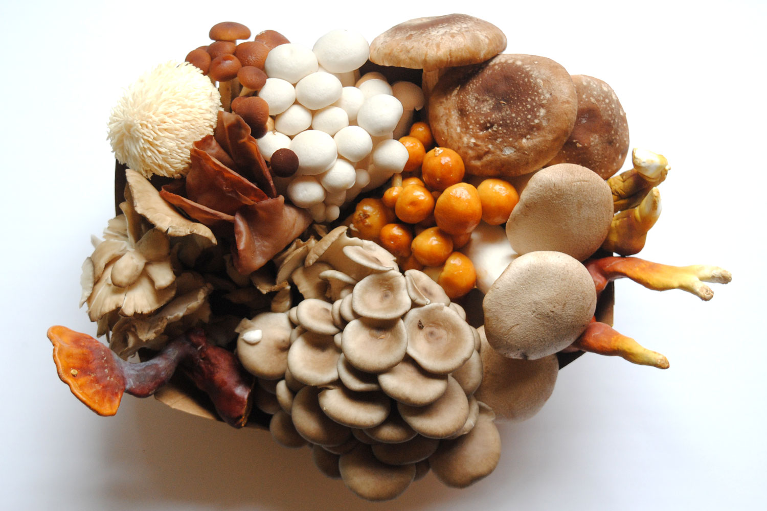 Caputo & Guest Focuses on Organic Specialty Mushrooms