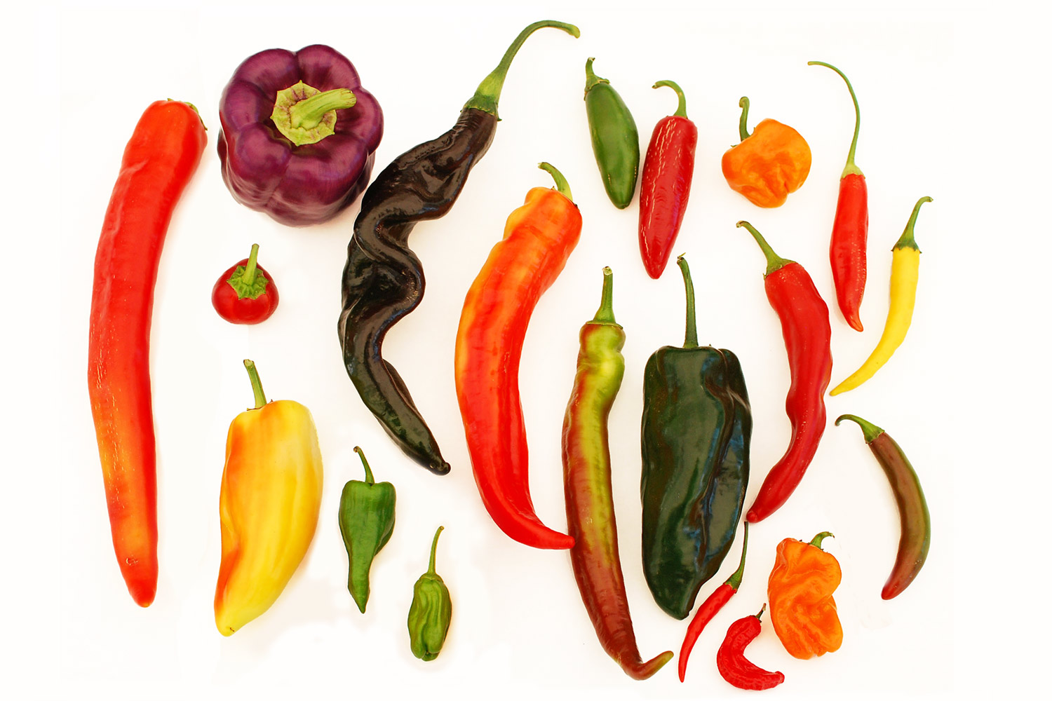 Many Shades of Red! Chillies of India, From Sizzling Sensations to