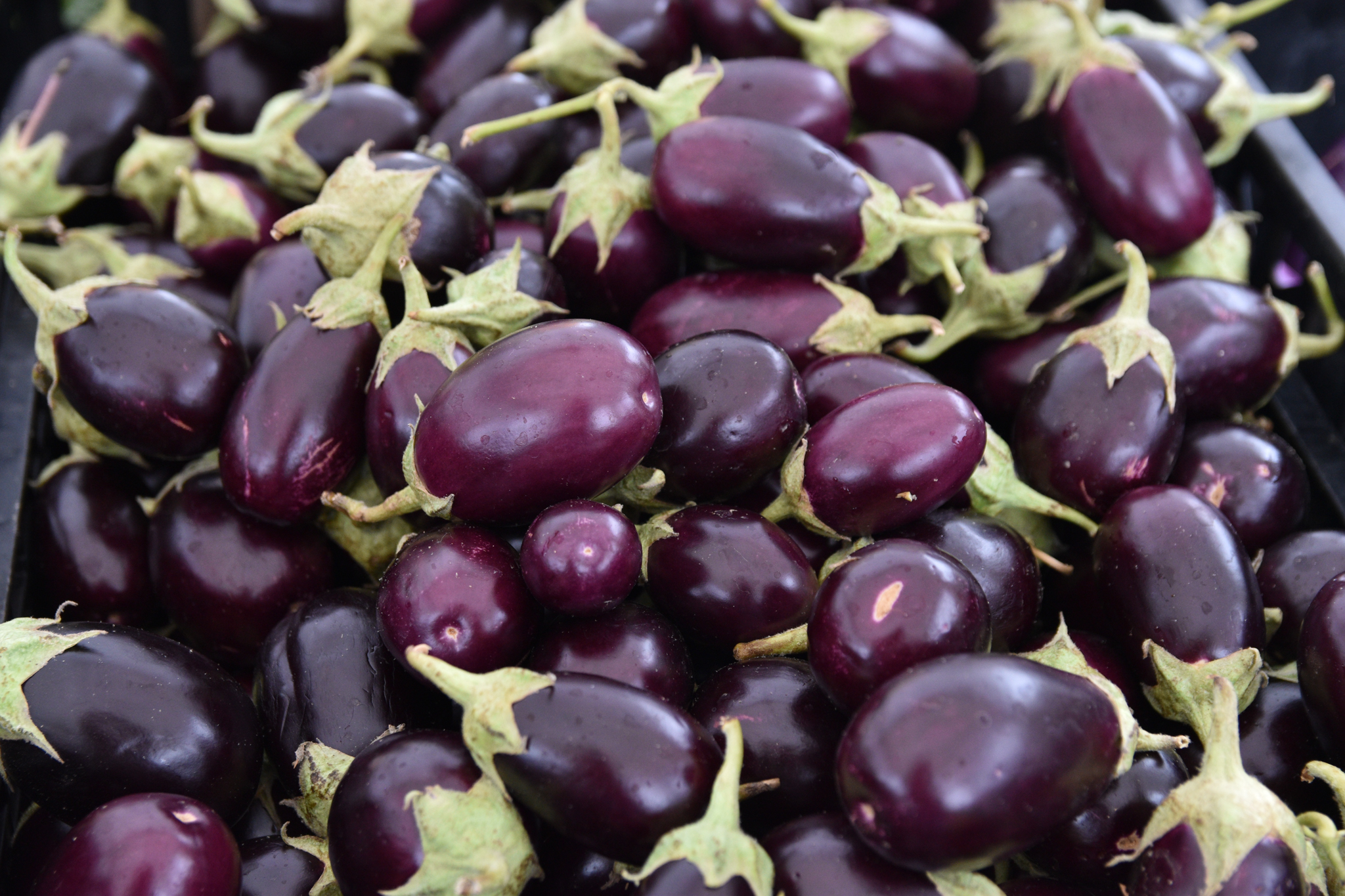 Savory Nightshades A Farmers Market Guide to Eggplants Foodwise