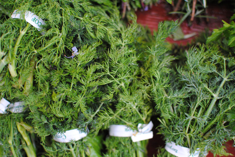 Dill
