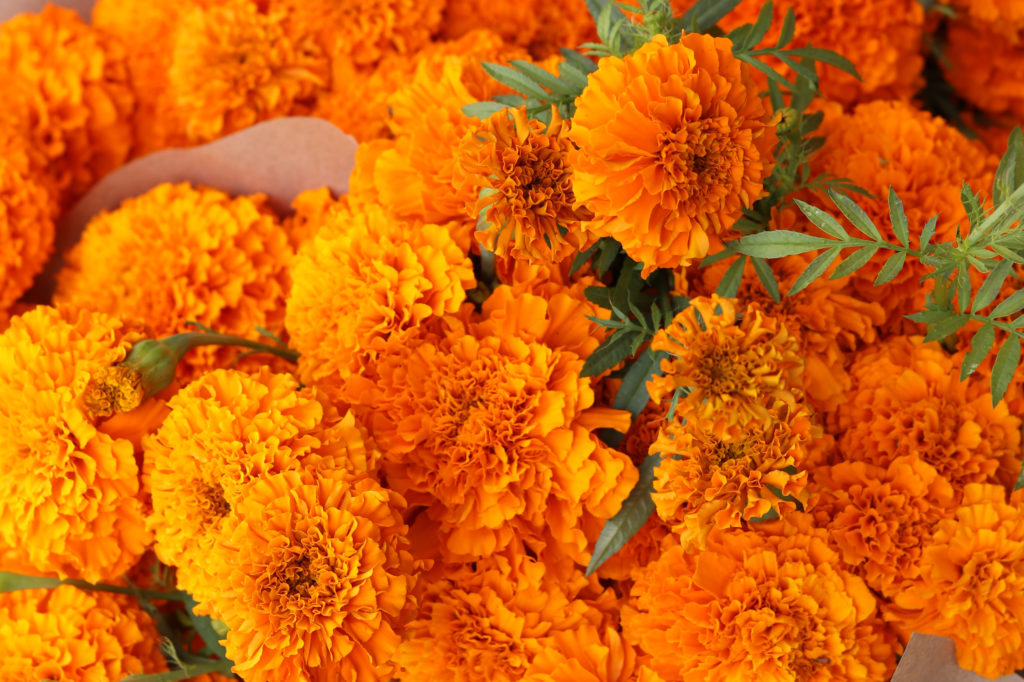 Marigolds