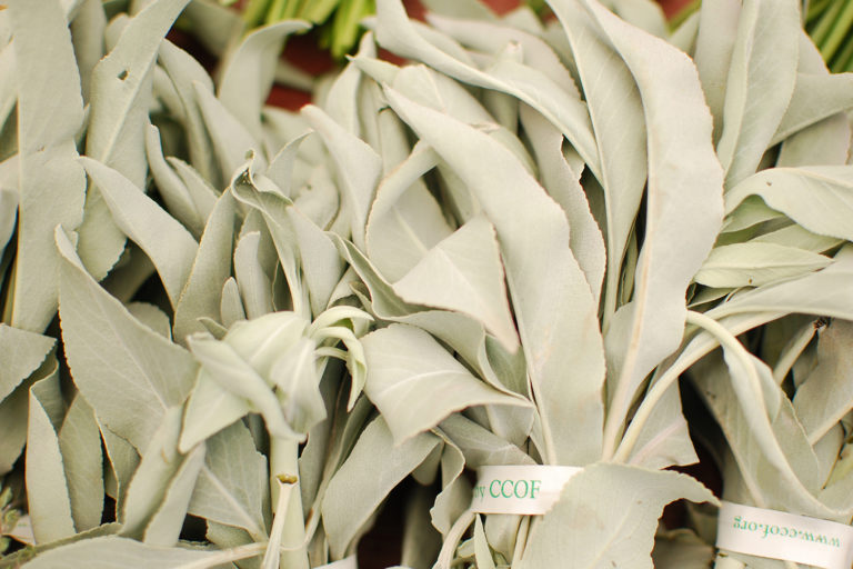 Sage