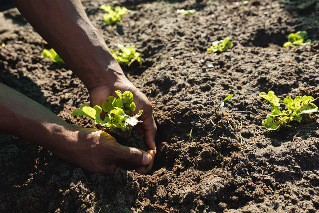 Black hands plant a seedling in soil