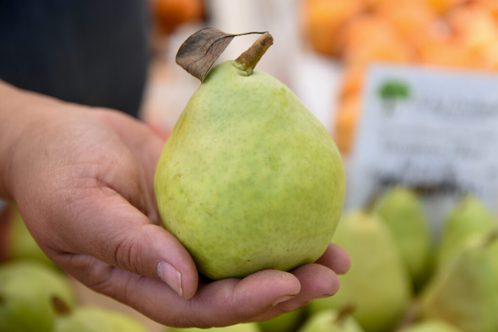 A hand holds a green European pear
