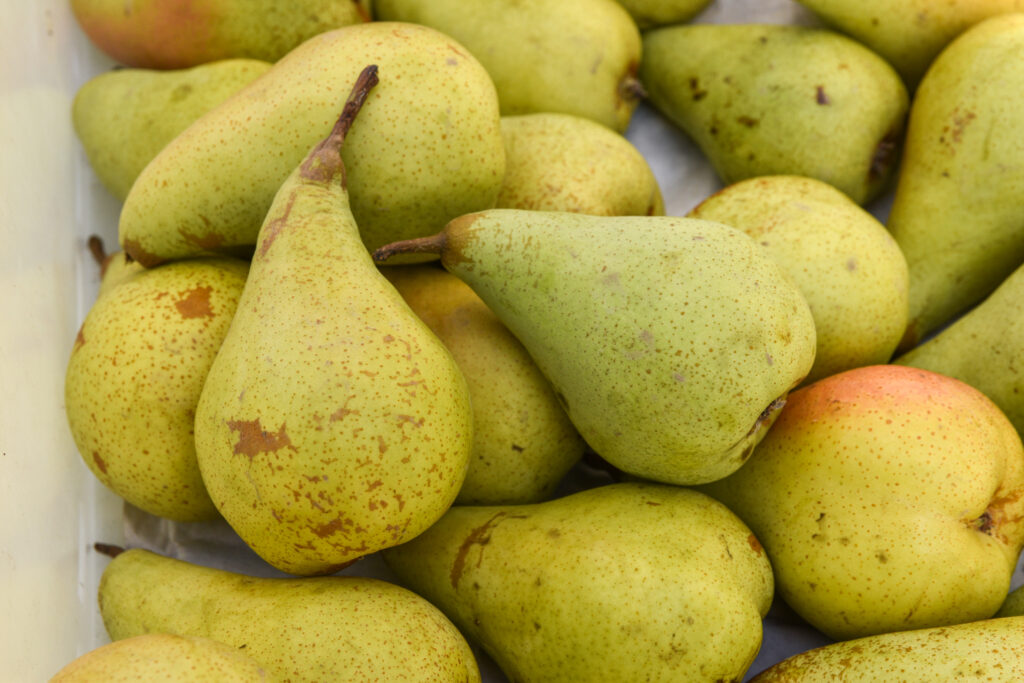 Golden Russet Bosc Pear Information and Facts