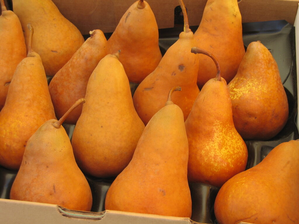 Ripe fresh sweet Pears Juicy flavorful Pears are available at the