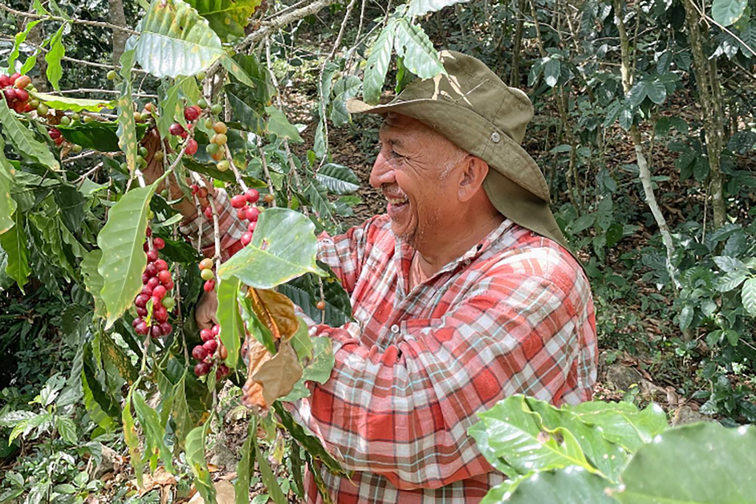 Anselmo Diaz picks coffee cherries on Proyecto Diaz Coffee's family coffee farm, El Carmen.