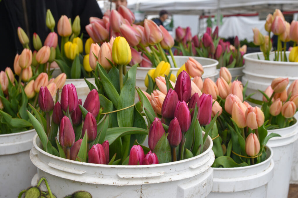 Buckets of pink, magenta, and yellow tulips at Cypress Flower Farm's stand at Foodwise's Ferry Plaza Farmers Market.