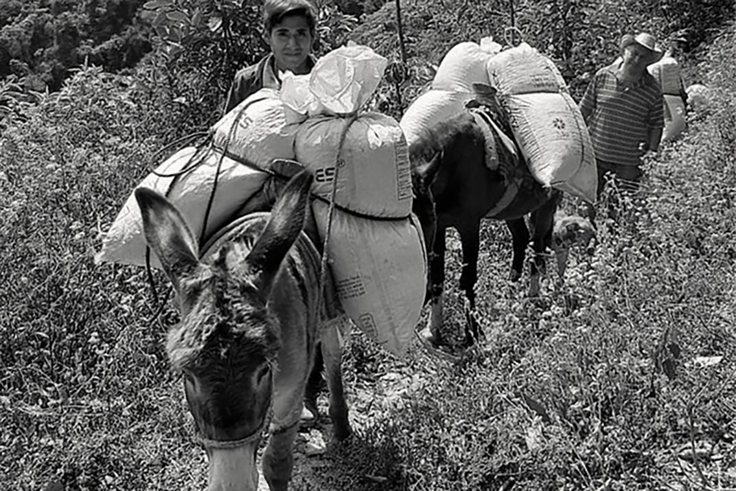 Two people and two donkeys bring sacks of coffee beans through a trail on a coffee farm.