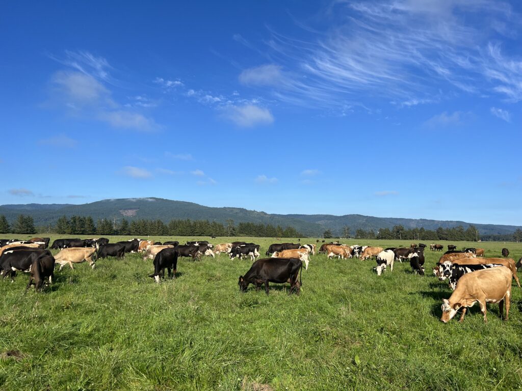 Photo of cows on a green field under a blue sky