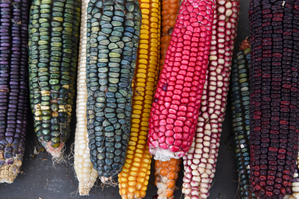 Ears of dried, colorful corn