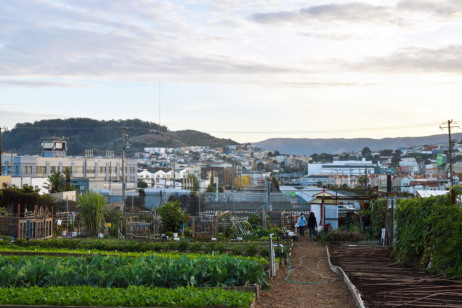 How San Francisco Is Reimagining Urban Green Spaces : Foodwise